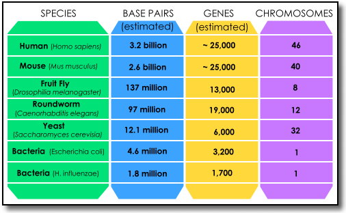 The Morals and Ethics of Genetic Engineering Essay